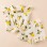 Pretty Baby Lemon Muslin